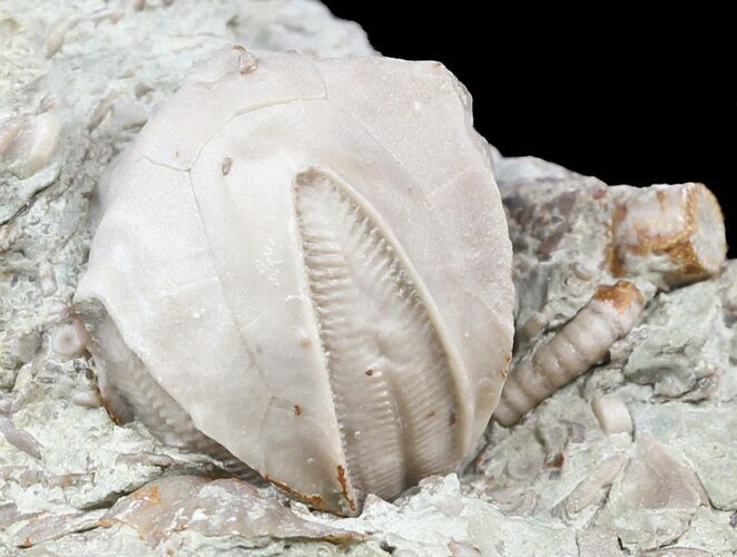 Blastoid (Pentremites) Fossil - Illinois #48656